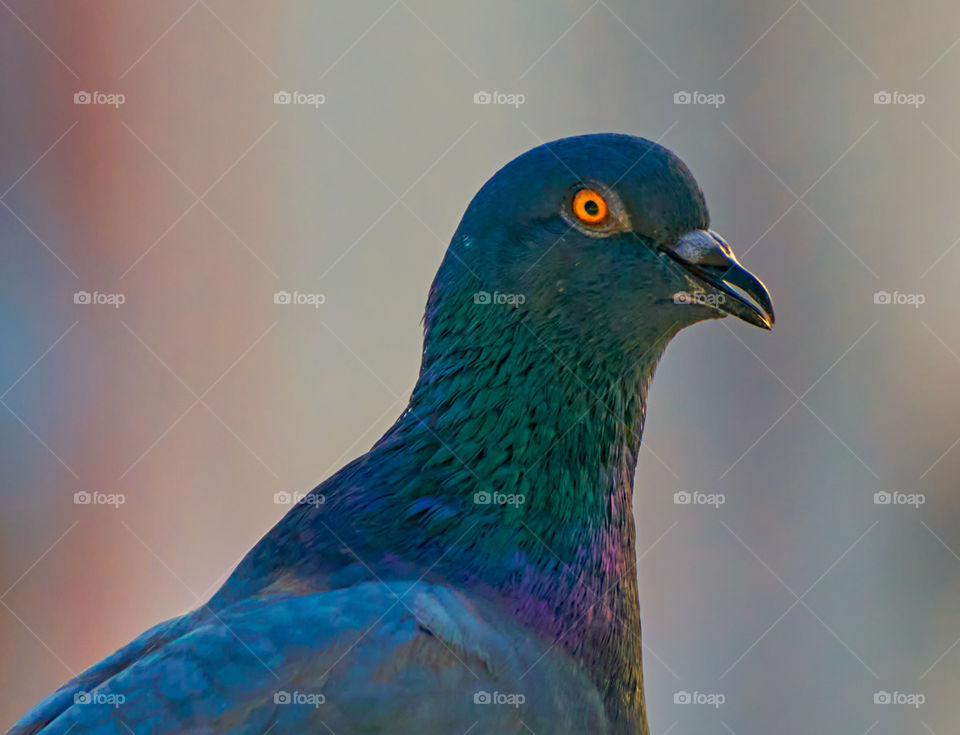 Bird photography  - Dove  closeup