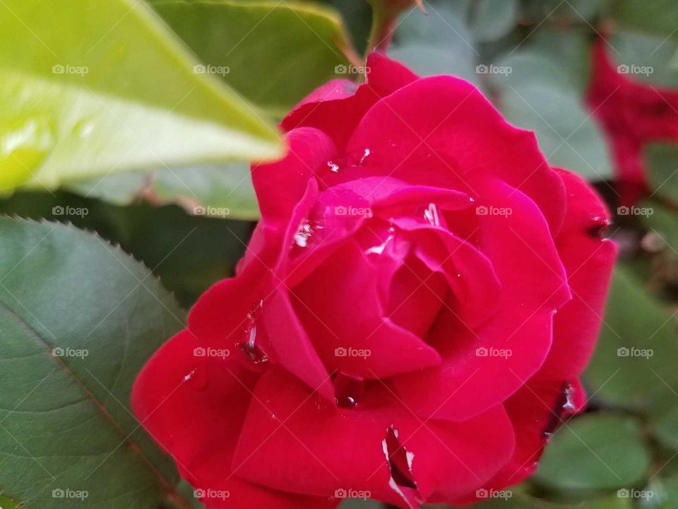 Rose, Flower, Nature, Leaf, Flora
