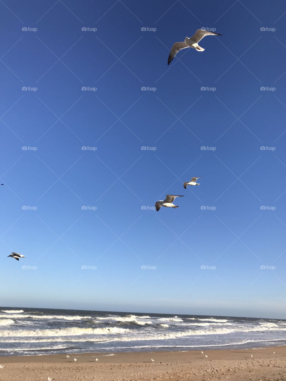 Seagulls at Flagler Beach, Florida 
