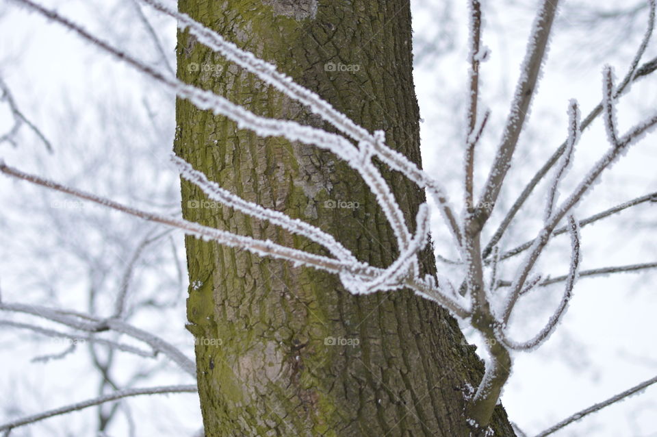 winter forest