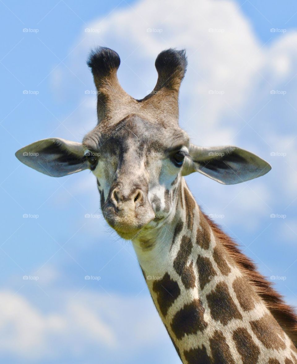 Giraffe at a nature preserve with blue sky in the background 