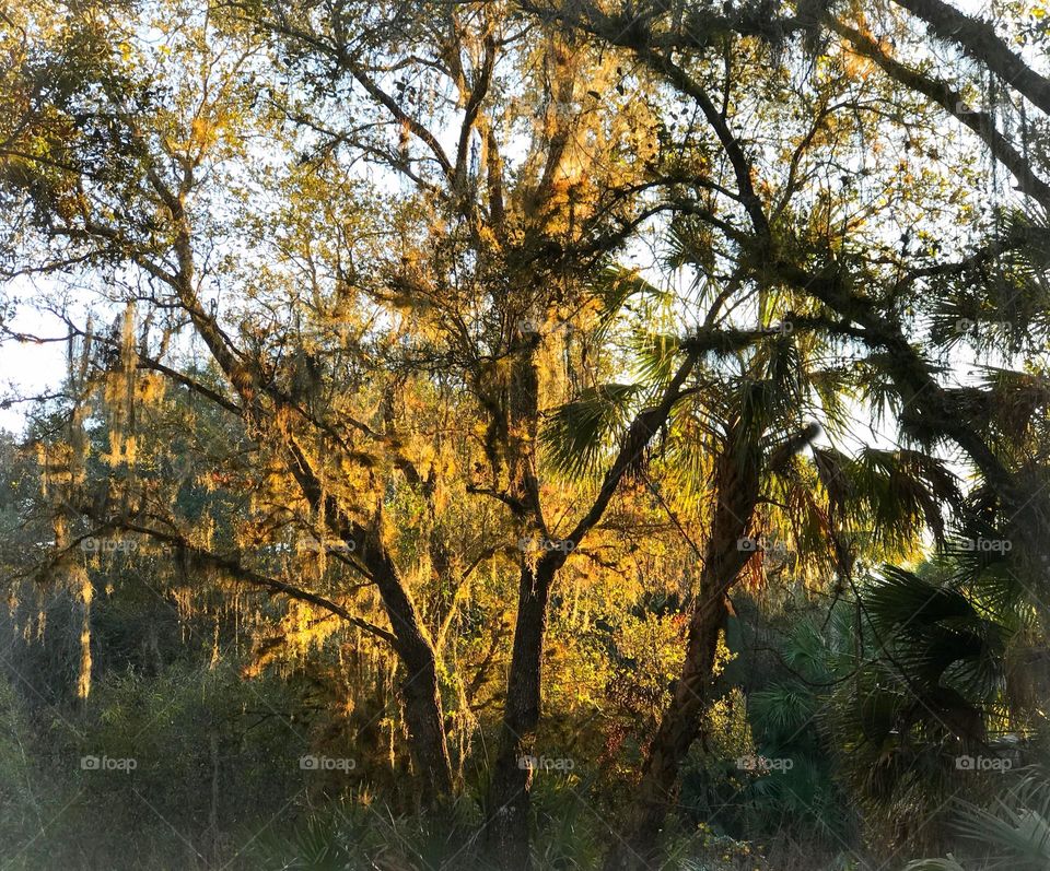 Sunlit tree glowing in gold light..