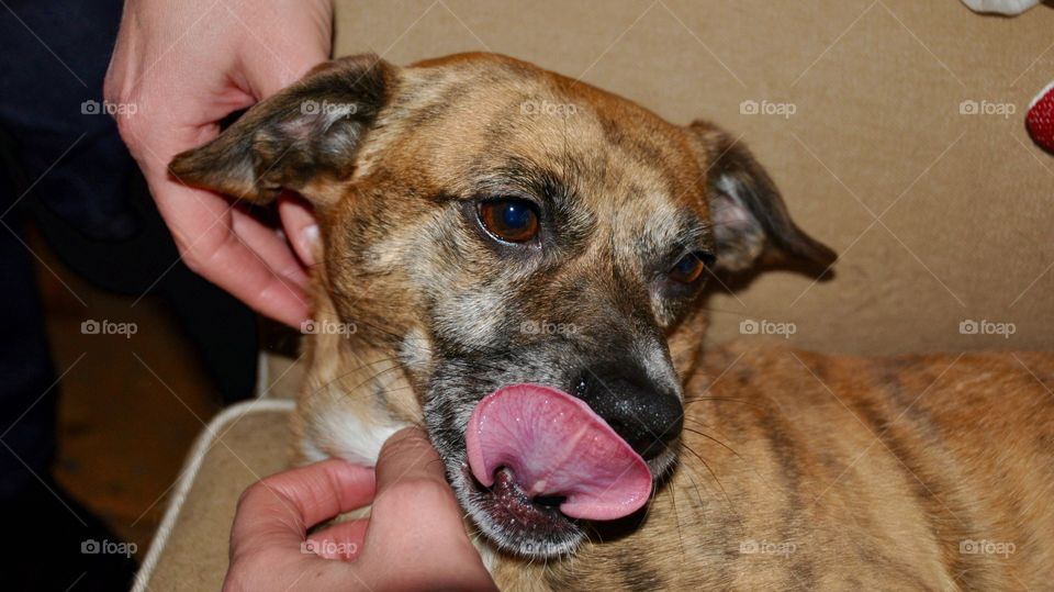Dog licking his nose