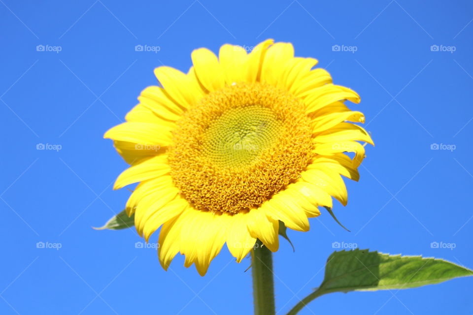 Happy Sunflower