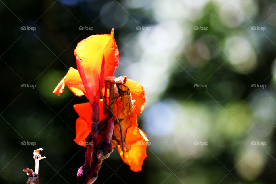 Closeup of big orange flower with a blurred background 