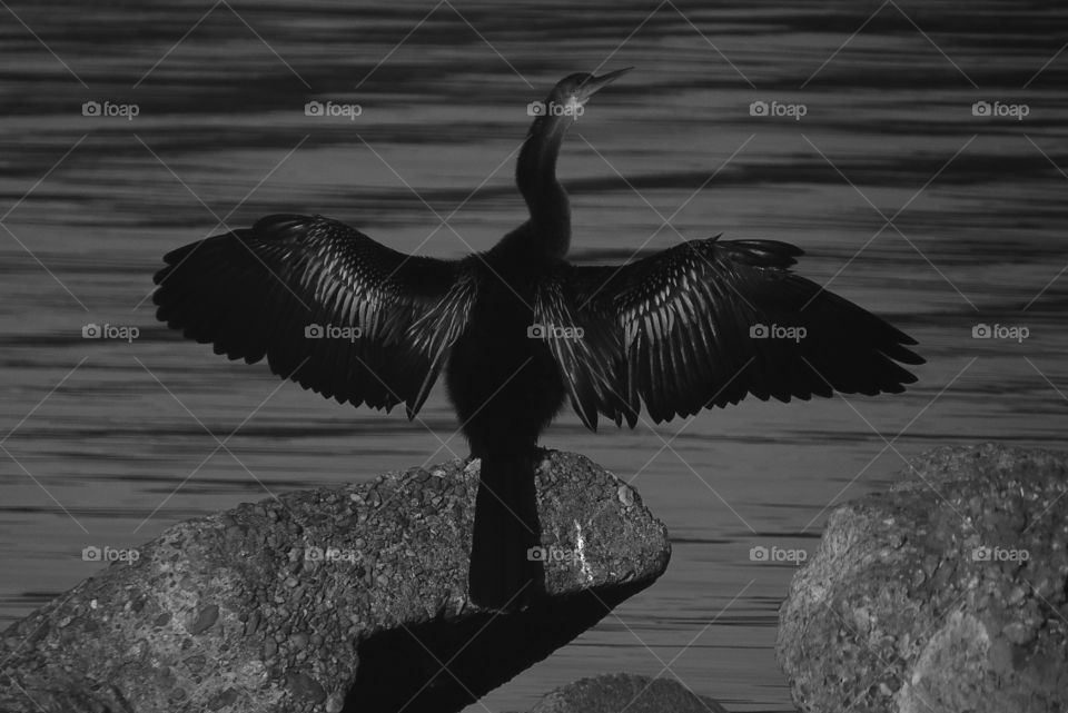 Black/ white picture of an anhinga  sunning 