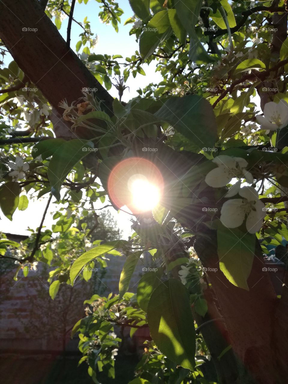 sunny tree