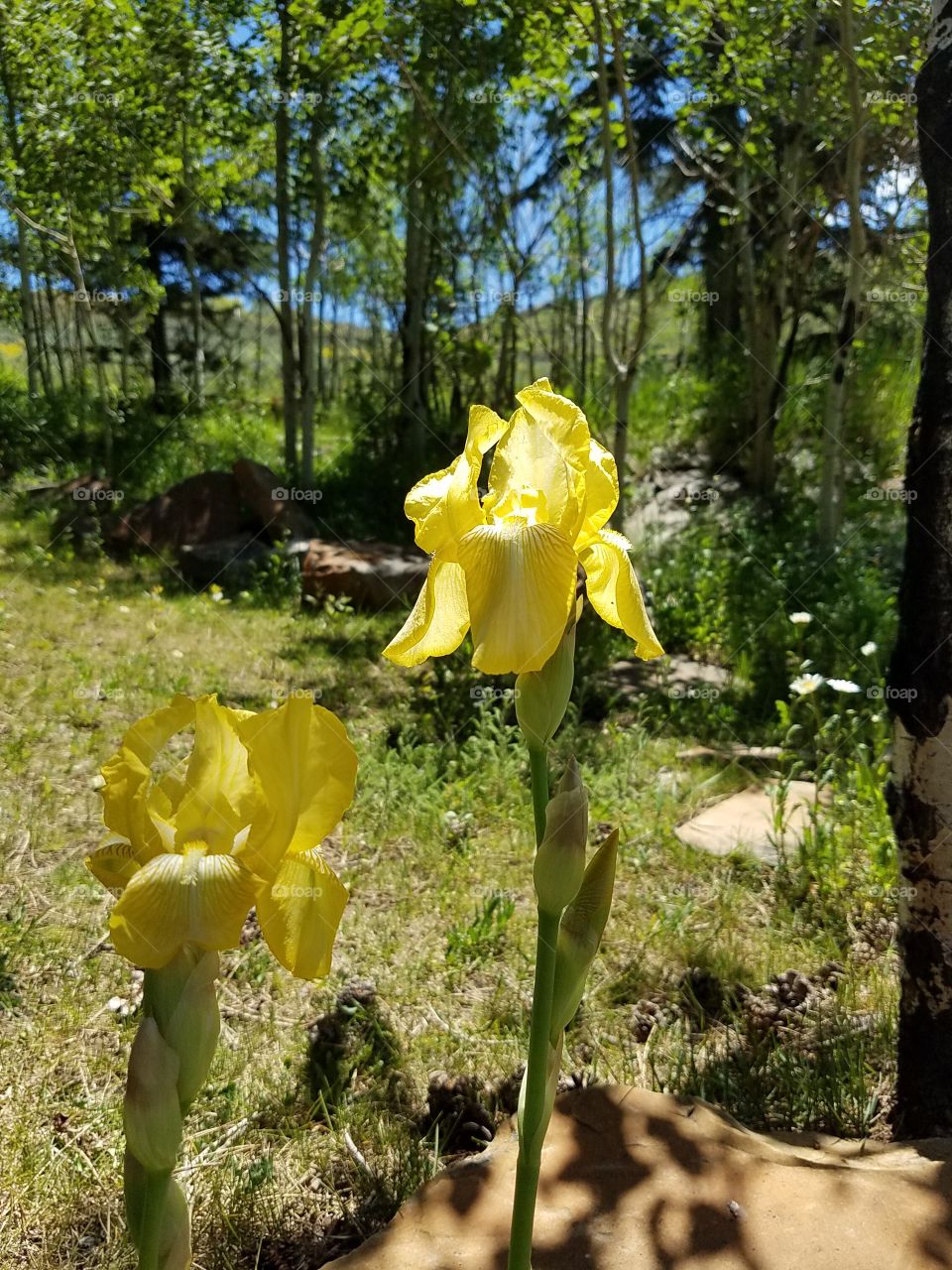 Booloming Spring Iris