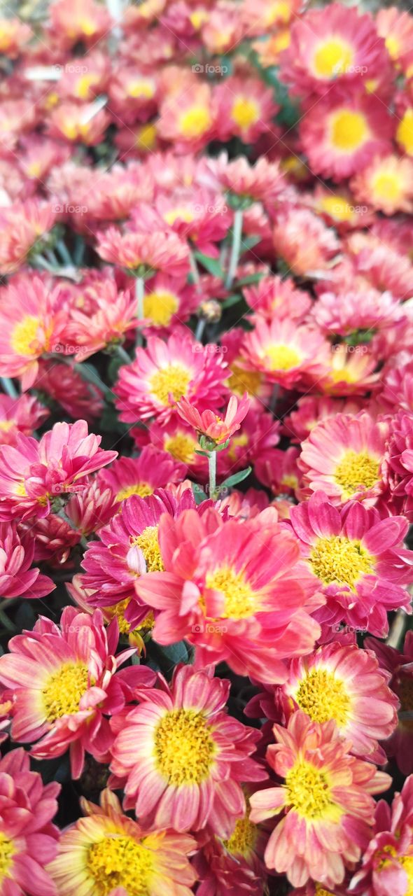 Many small autumn flowers of pink color