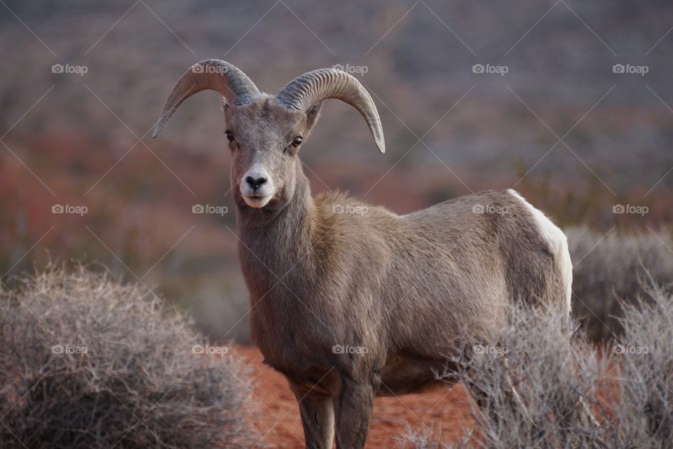 Big Horn Sheep