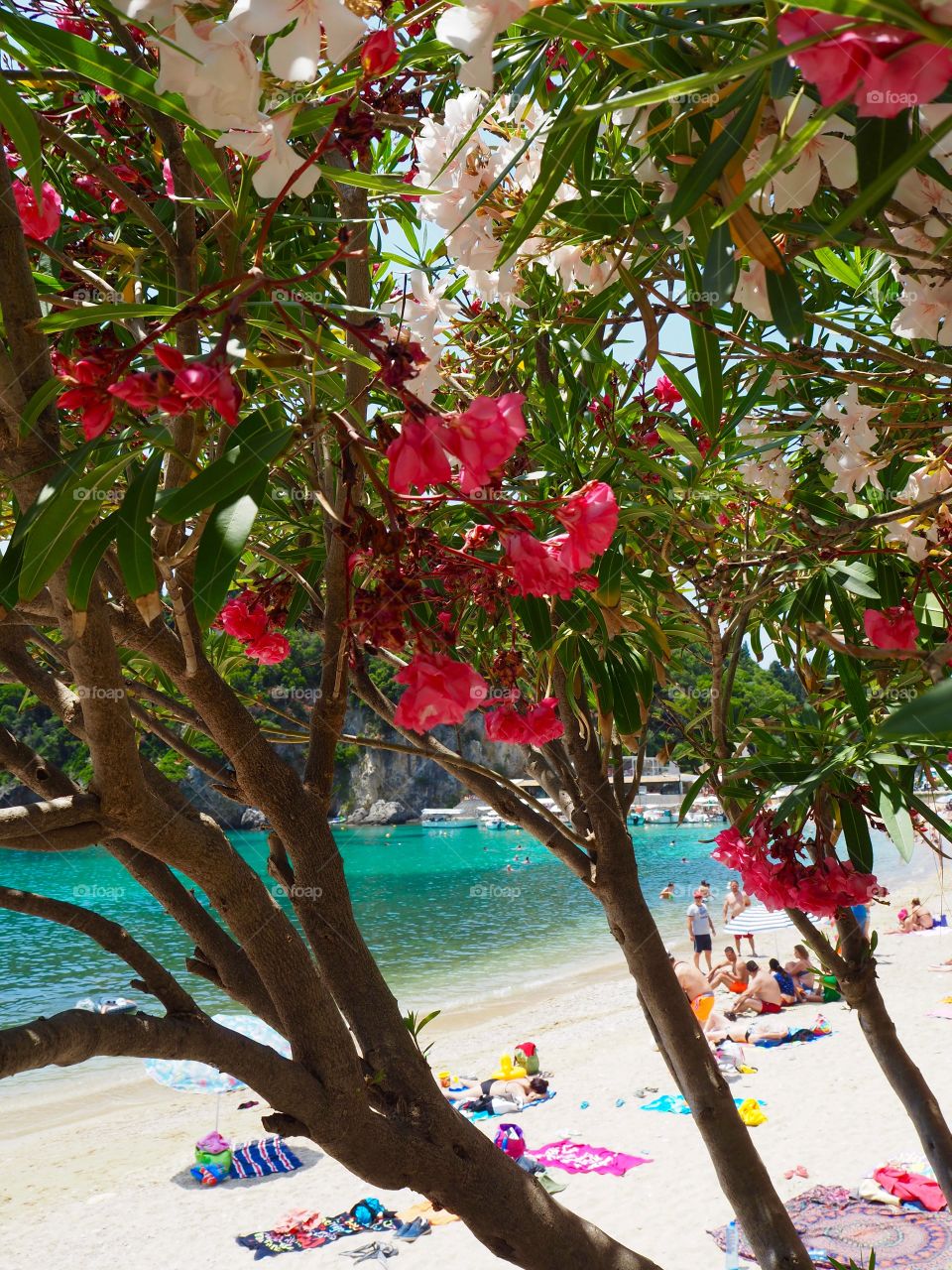 Paleokastritsa beach view obscured by pink flowers, Corfu, Greece