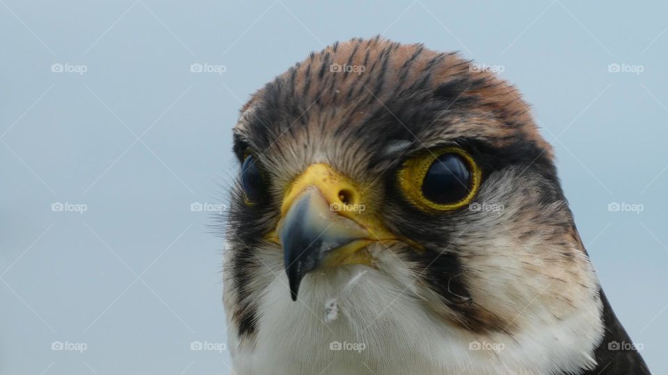 A close up of a bird of prey 