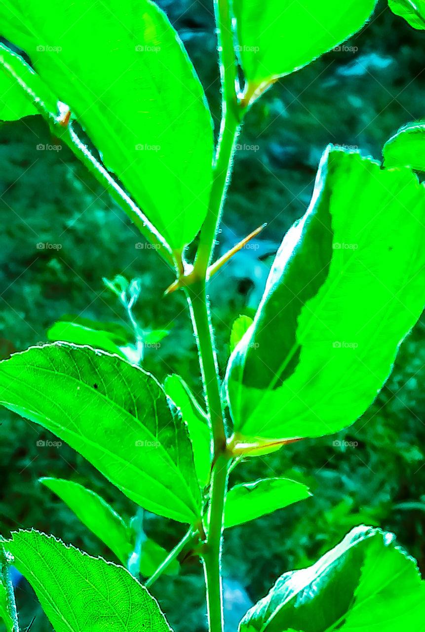 Nature - leaf