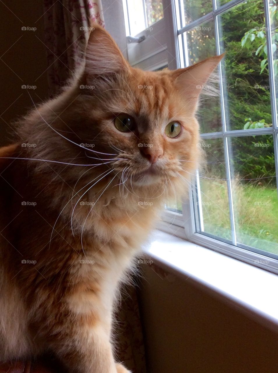 Ginger cat sitting by window