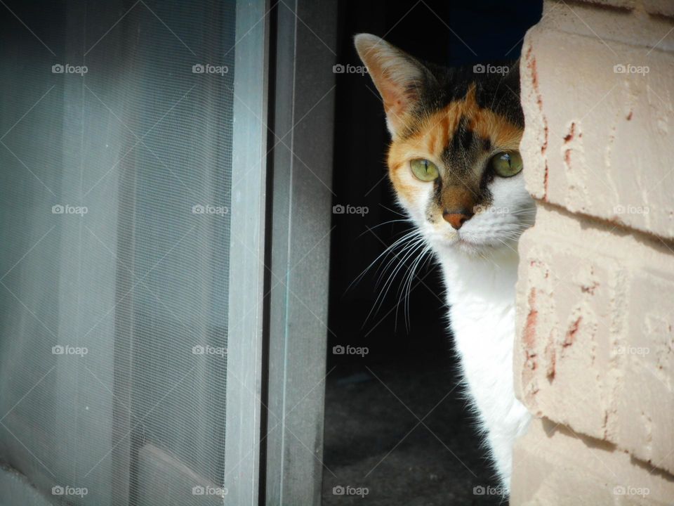 My calico cat Daisy is looking at what is going on outside. She has a serious expression on her face.