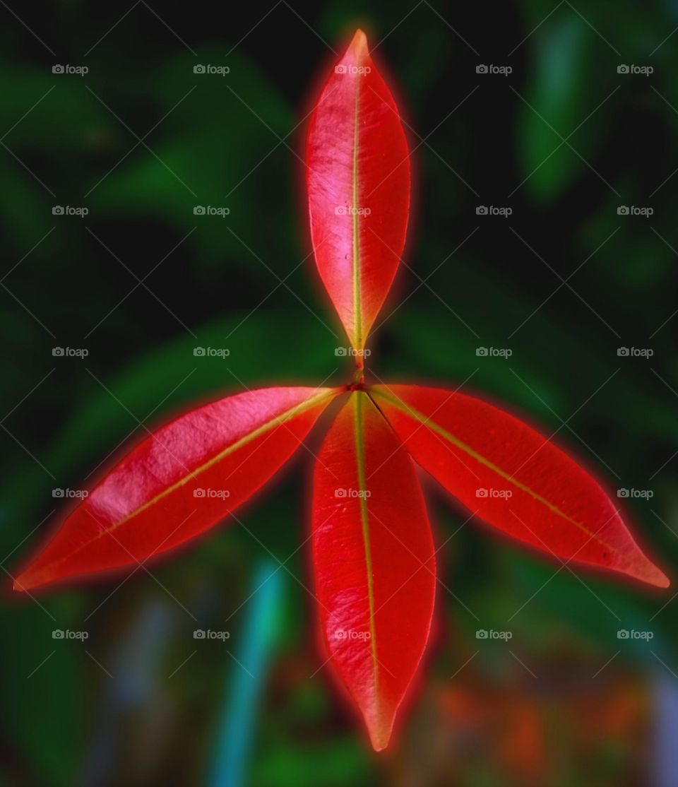 Photinia glabra. New foliage is a colorful reddish bronze.
