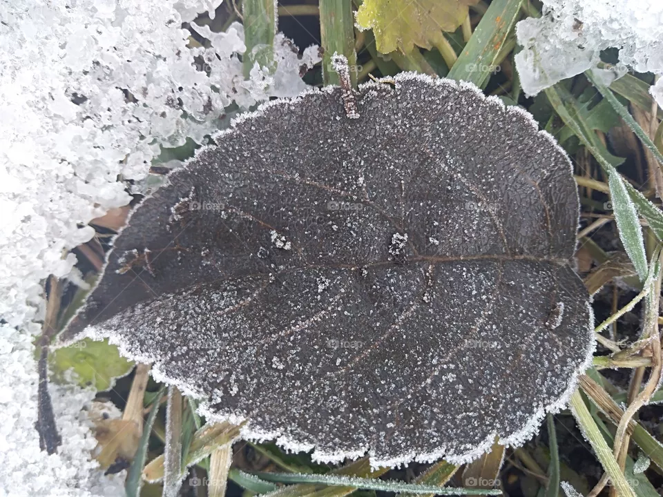 dead leaf