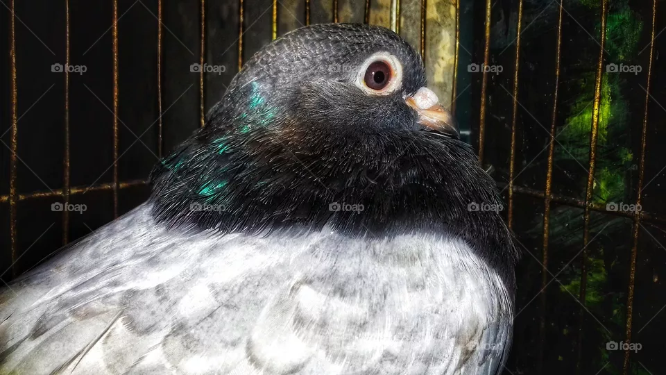 A Beautiful Pigeon Bird