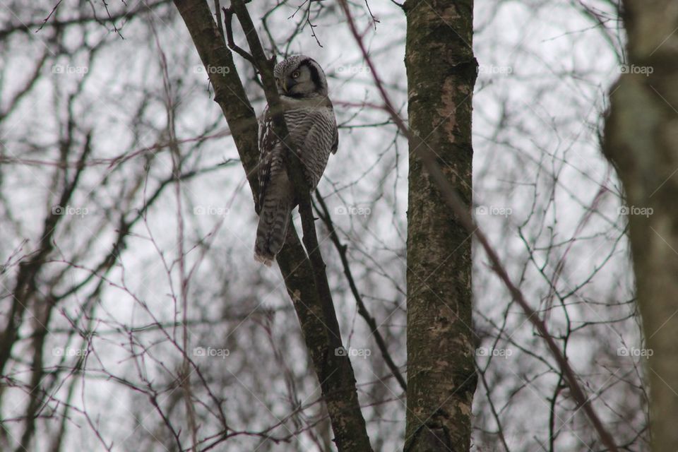Hökuggla / Northern hawk owl