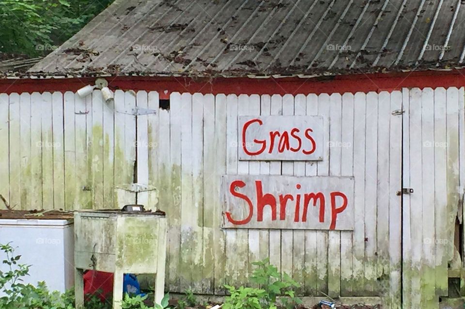 Old wooden building out in a rural area of southern United States with hand painted sign advertising shrimp for sale in red letters