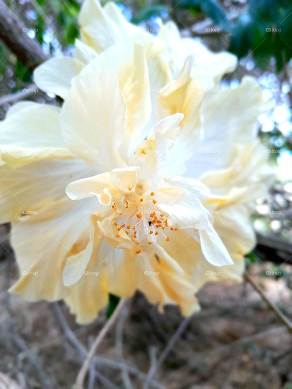 the purest, whitest flower, hiding in the brambles of the sticks, all alone, yet somehow still growing.