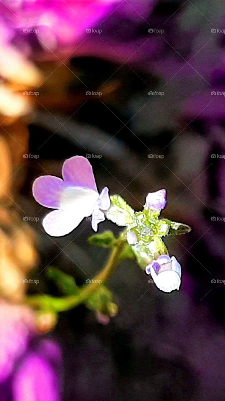 close up tiny wildflowers