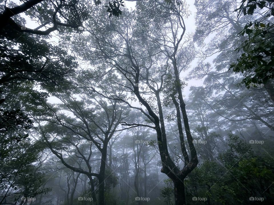 fog and forest