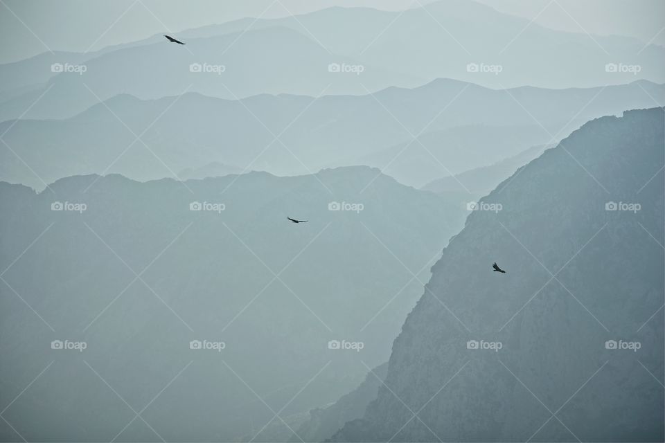 Three eagles gliding over the top of a cliff 