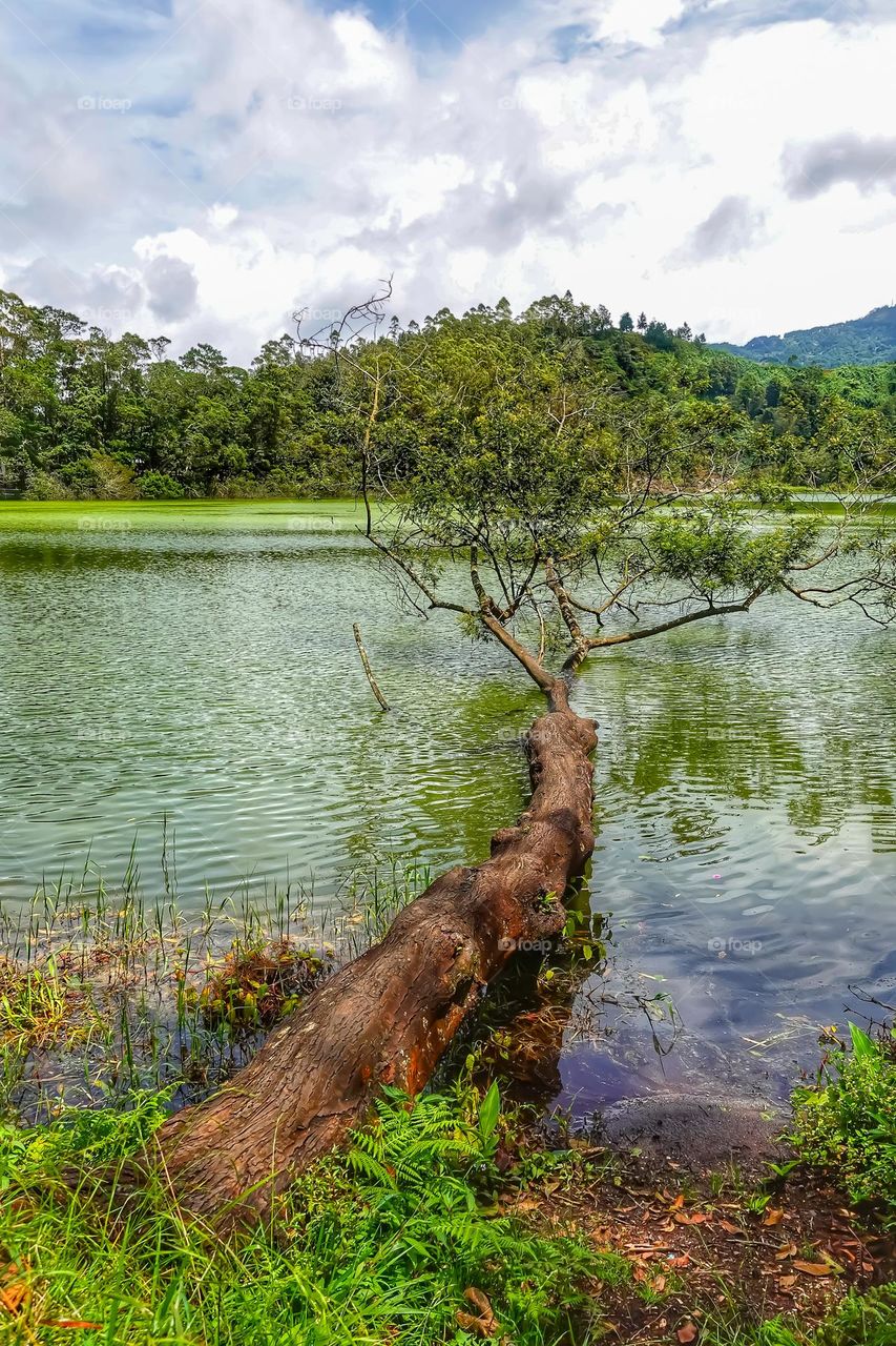 An exotic lake with a dazzling green expanse