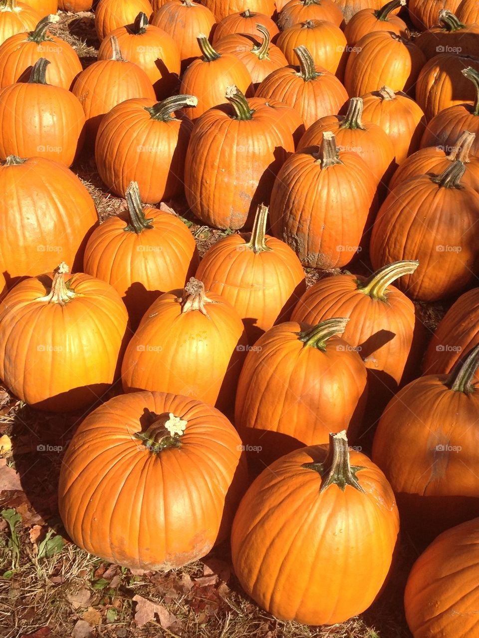 Shiny pumpkins