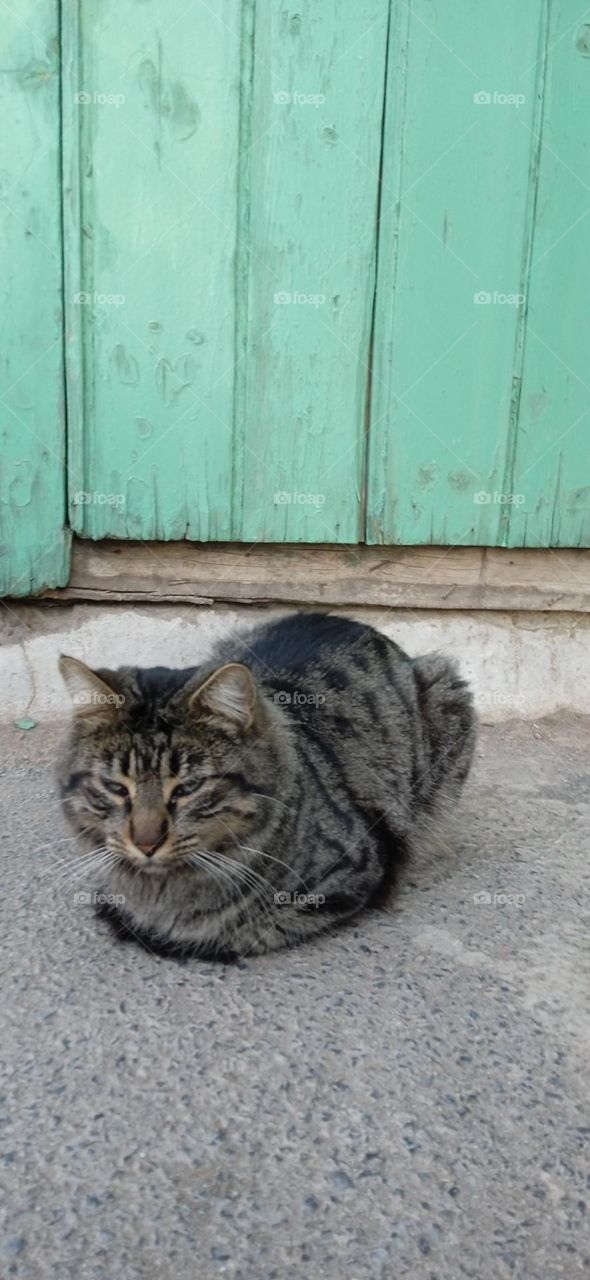 adorable cat , meditates street