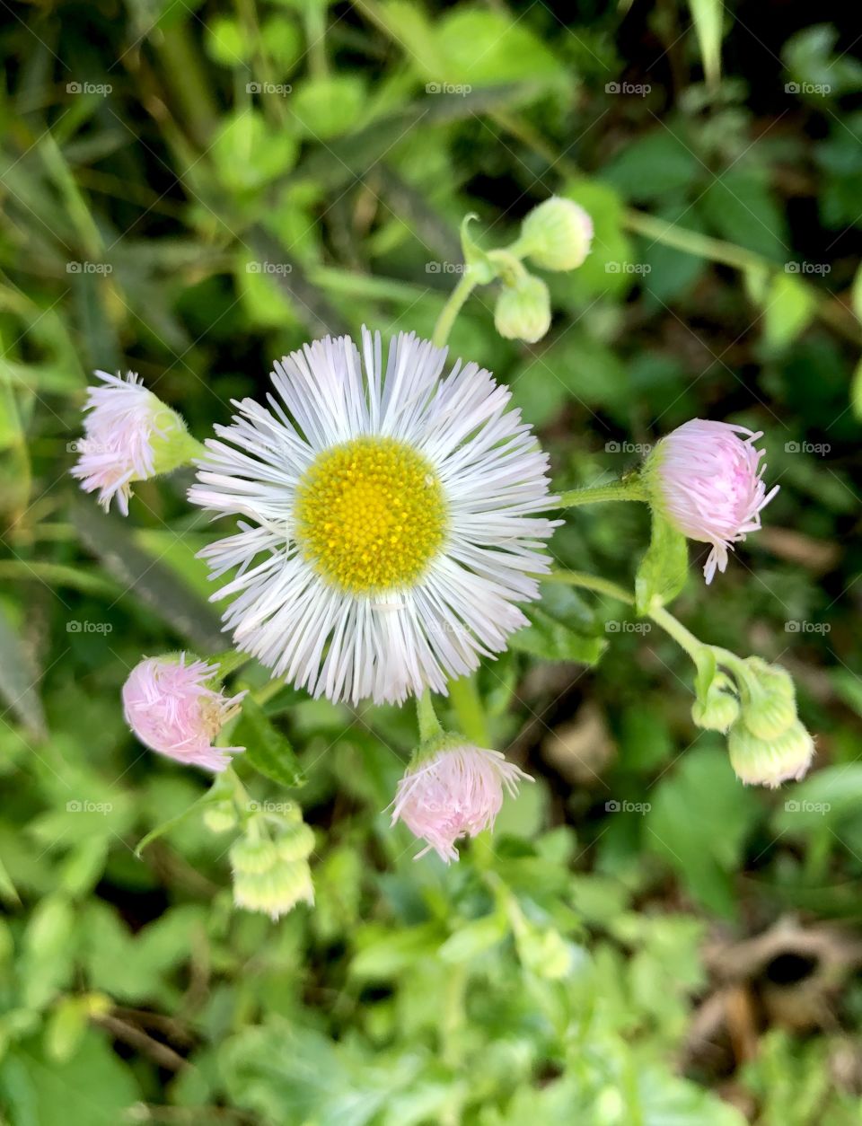 Closeup of wild daisies opening into bloom 