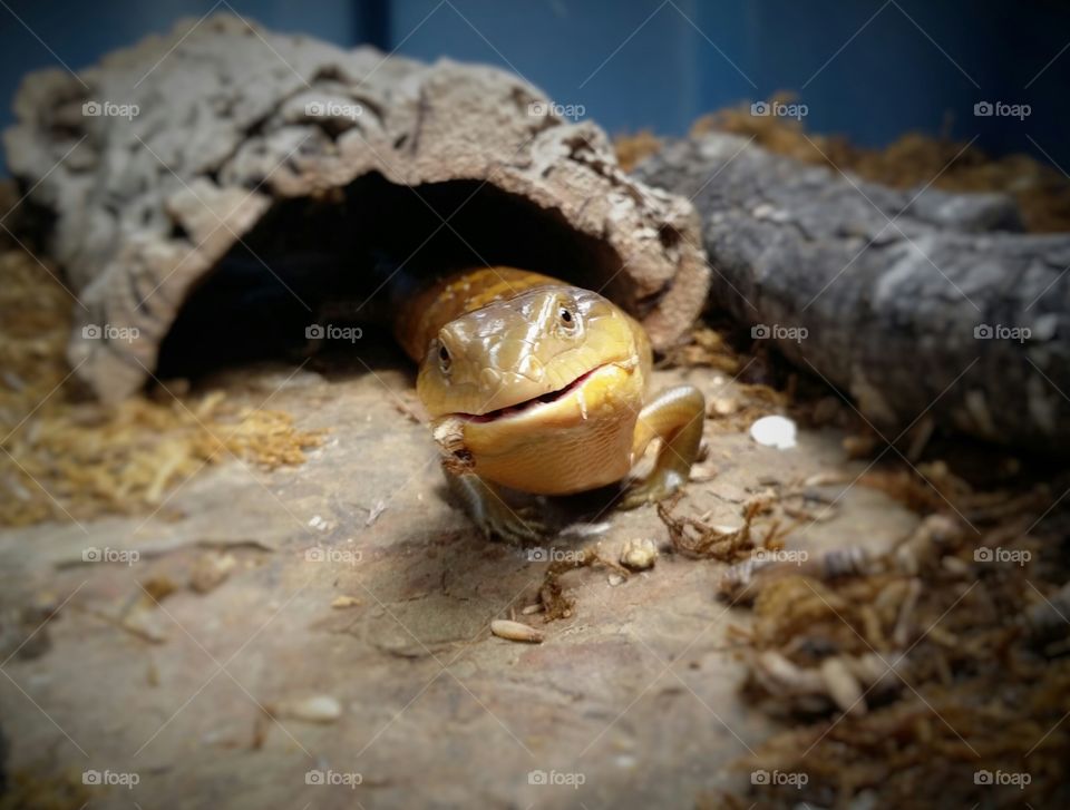 Smiling Skink