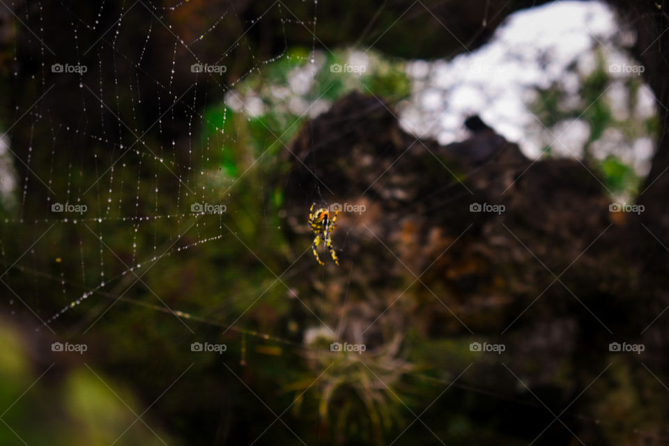 La asombrosa araña