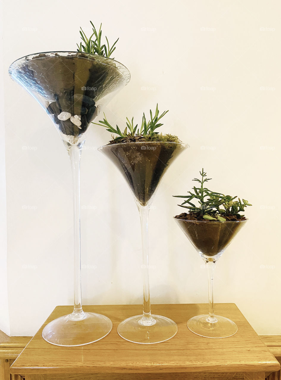 Fresh plants growing in tall glass wine glasses