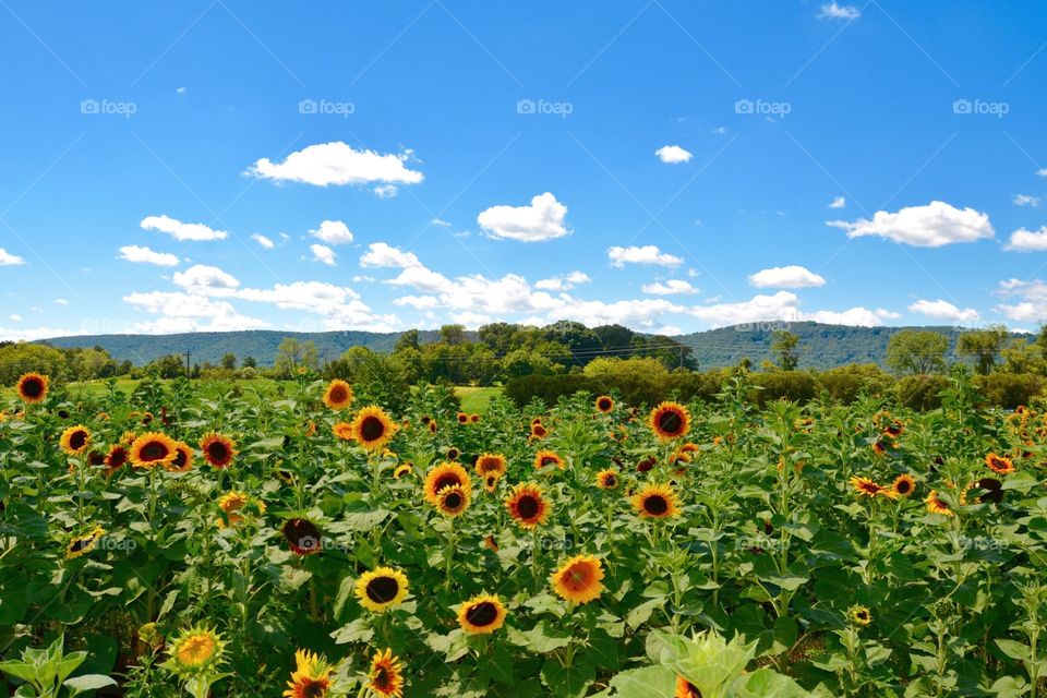 Field of sunflowers 