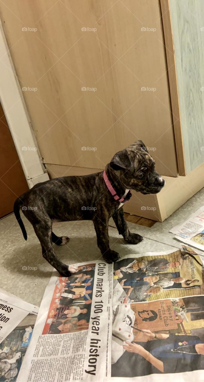 This is our new Staffordshire Bull Terrier called Stella. Stella is now just over 9 weeks old and we have now had Stella 1 week today (18/12/21). She’s the cutest little pupster going! Of course I’m biased! 🥰