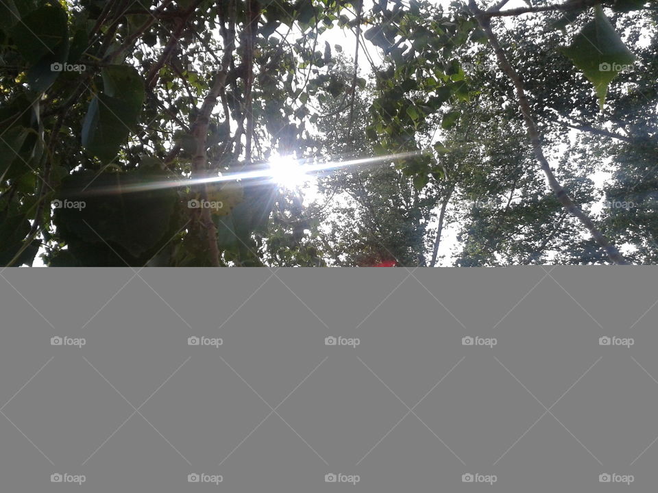 Tree, Nature, Desktop, Light, Sun