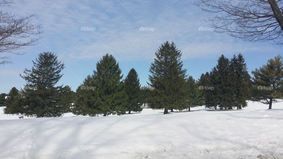 pine trees in snowy field