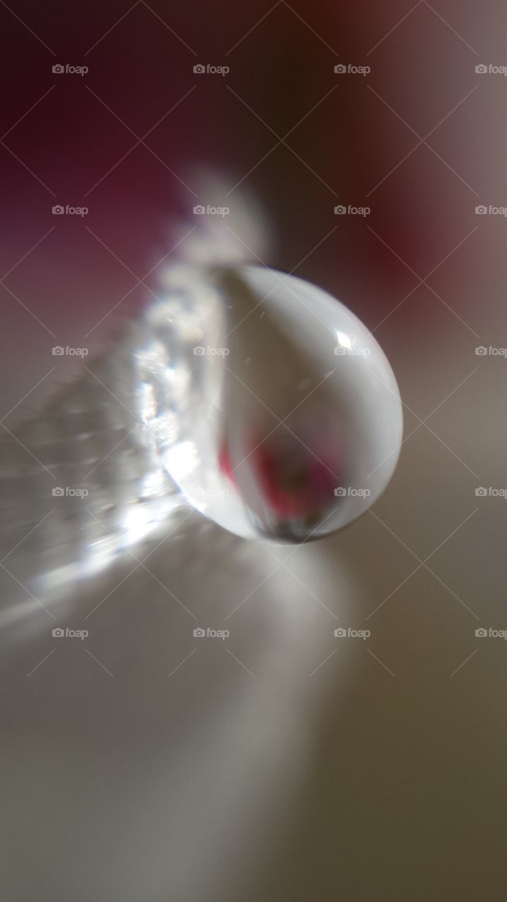 water drop extra macro
