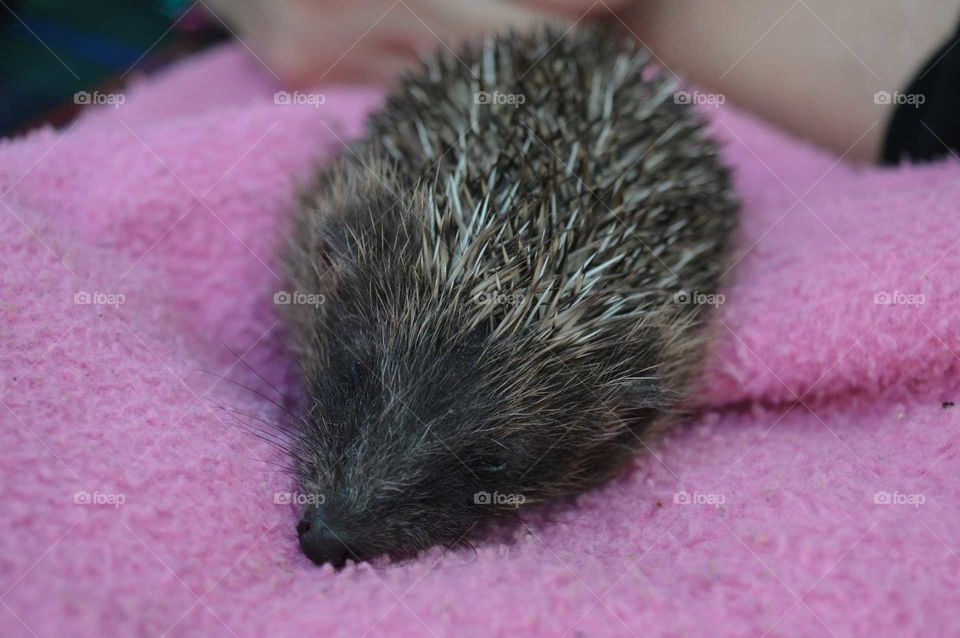 sleeping hedgehog