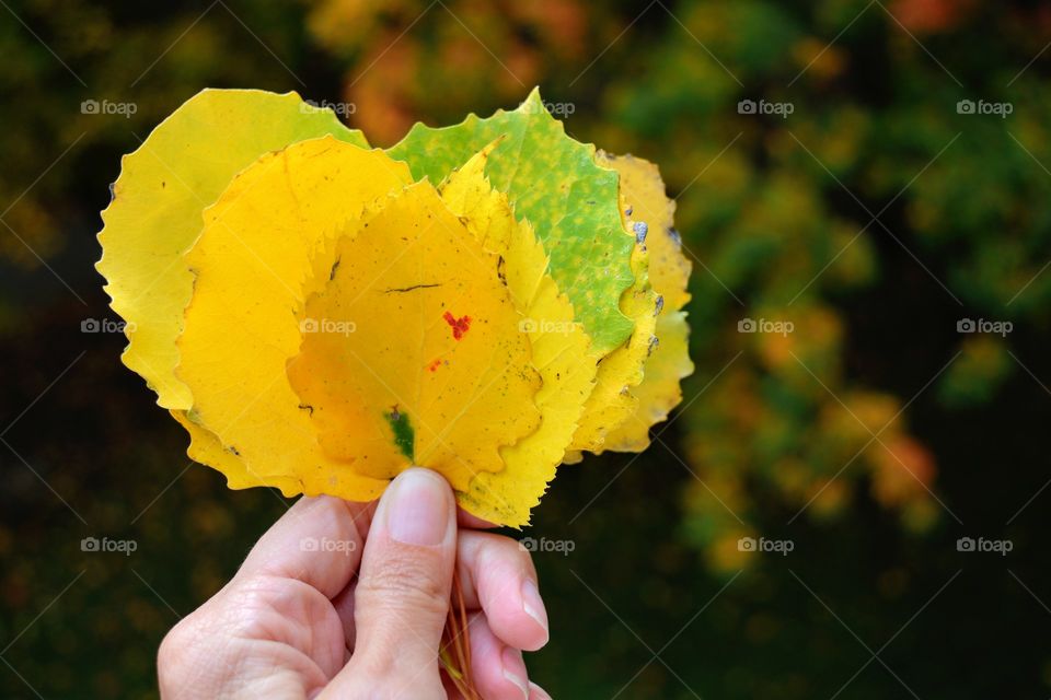 yellow leaves in the hand autumn sign