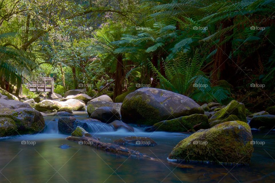 Scenic view of forest