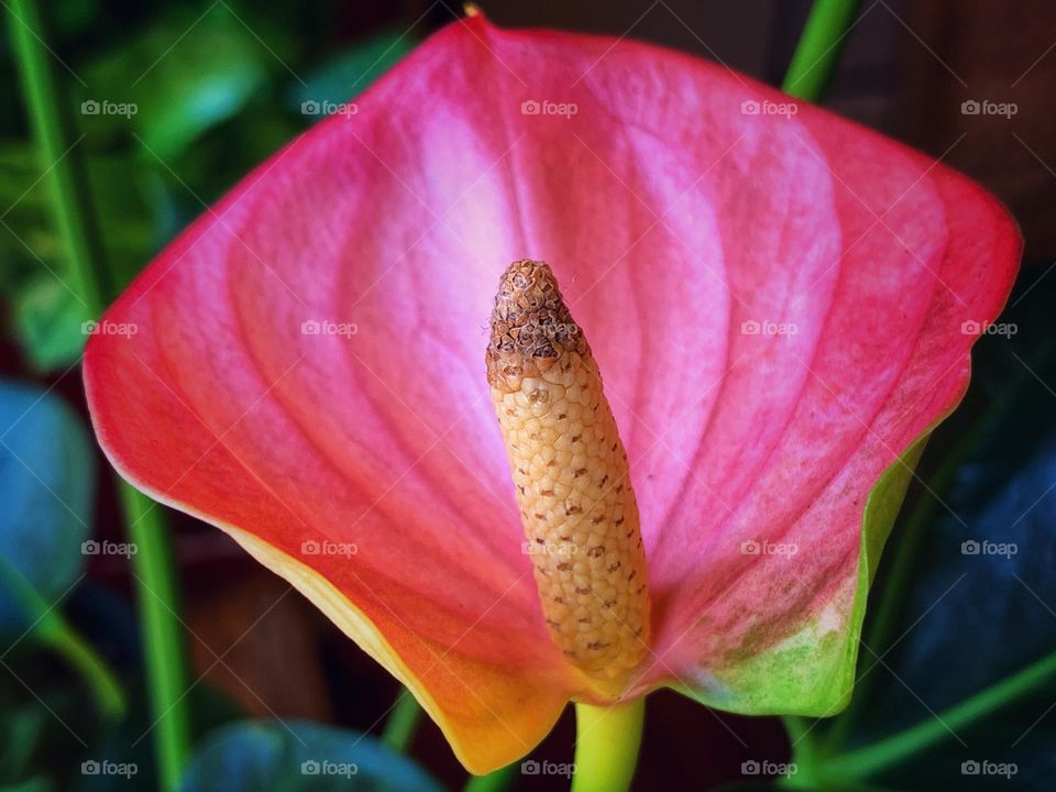 Beautiful flower blossom of anthurium.