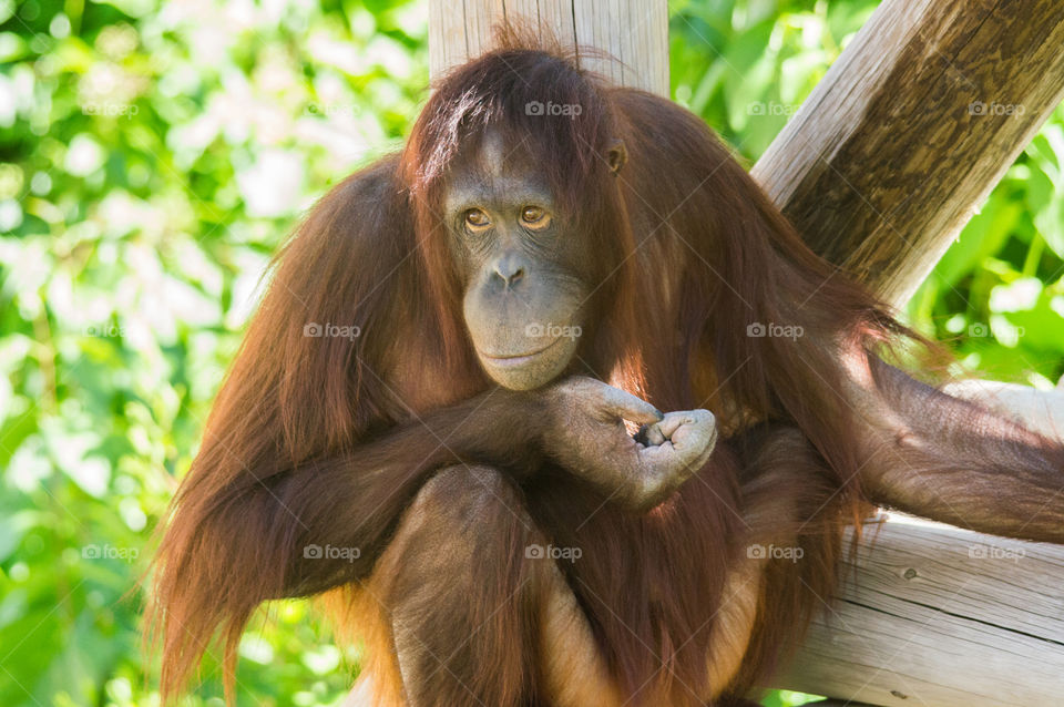Portrait of a orangutan