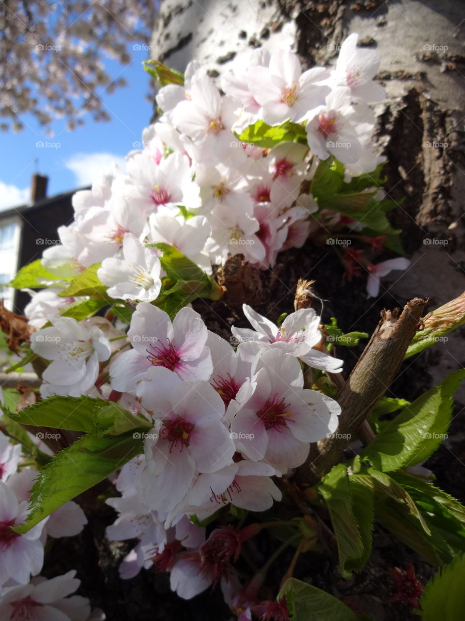 tree. Lovely Spring and cherry flowers