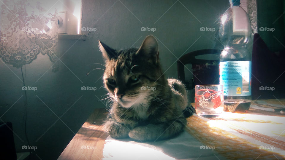 a Cat on a table in the Afternoon