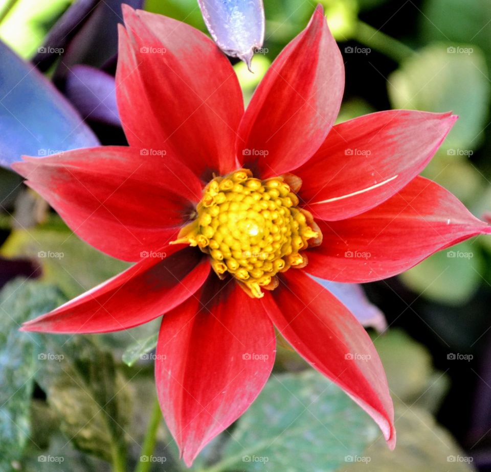 Fotografía de cerca de una flor del jardín de mi casa.