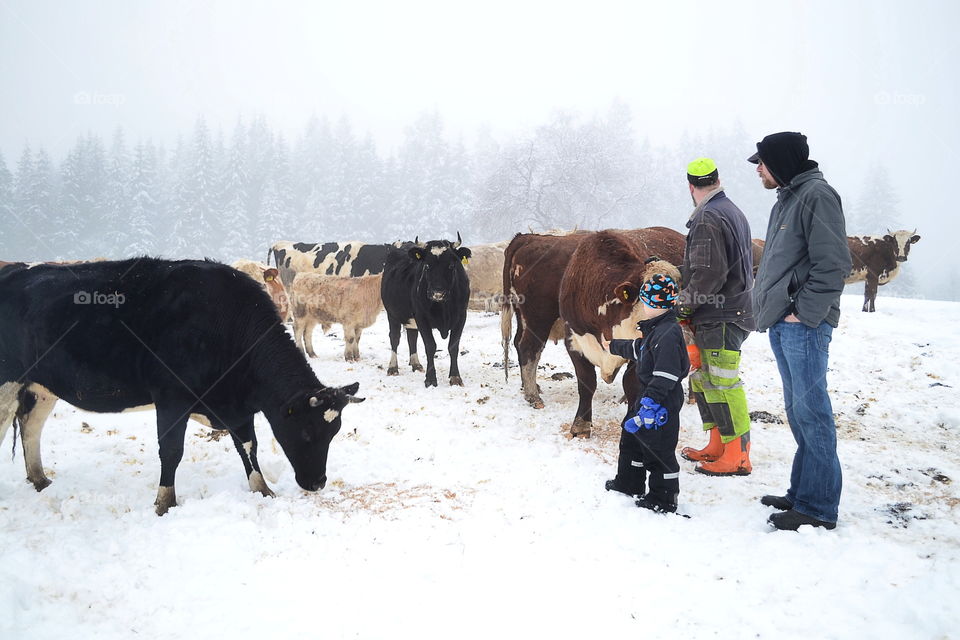 People and cattle