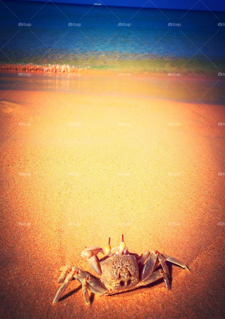 Crab